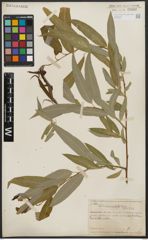 Foto von Salix acmophylla Boiss.